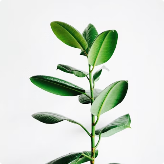 Leaf picture